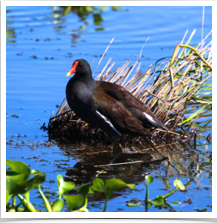 Common Moorhen - Resting Common Moorhen - Resting
